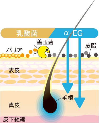 α-EGと乳酸菌の効果